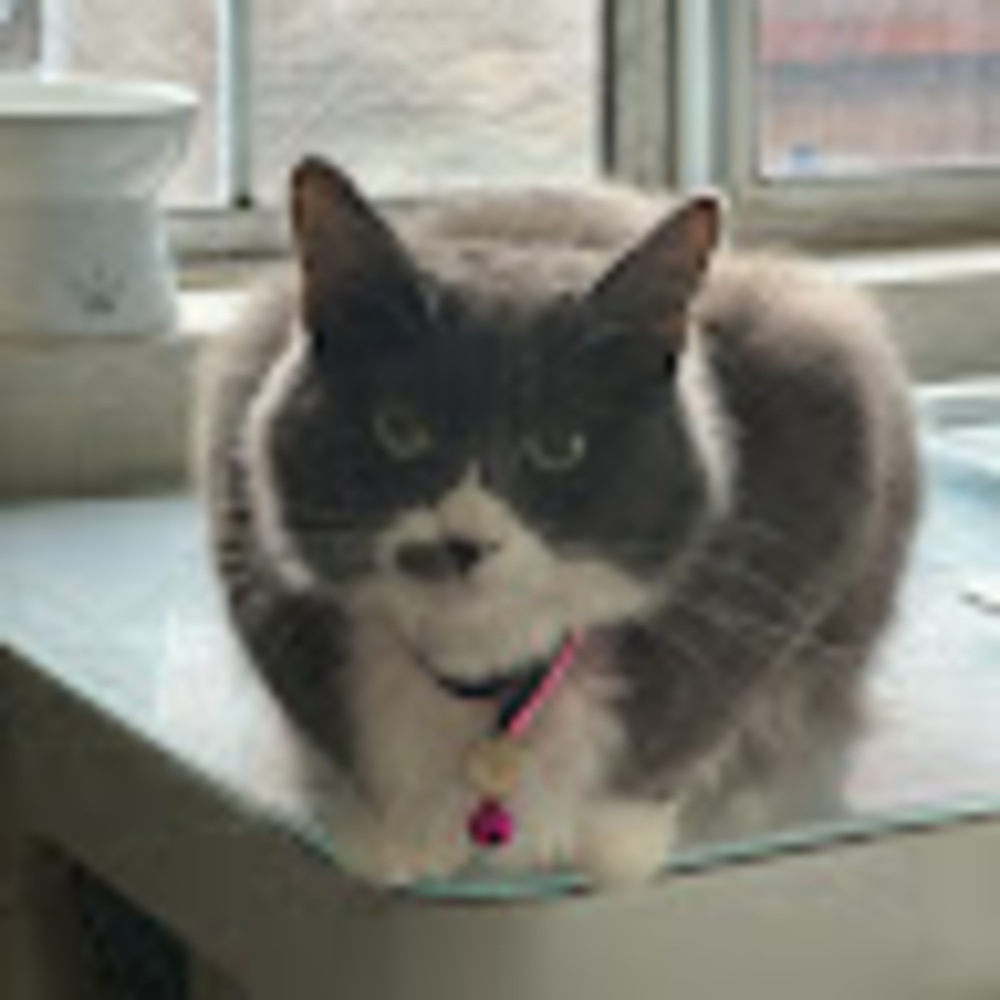 Meet your Posher, Rose